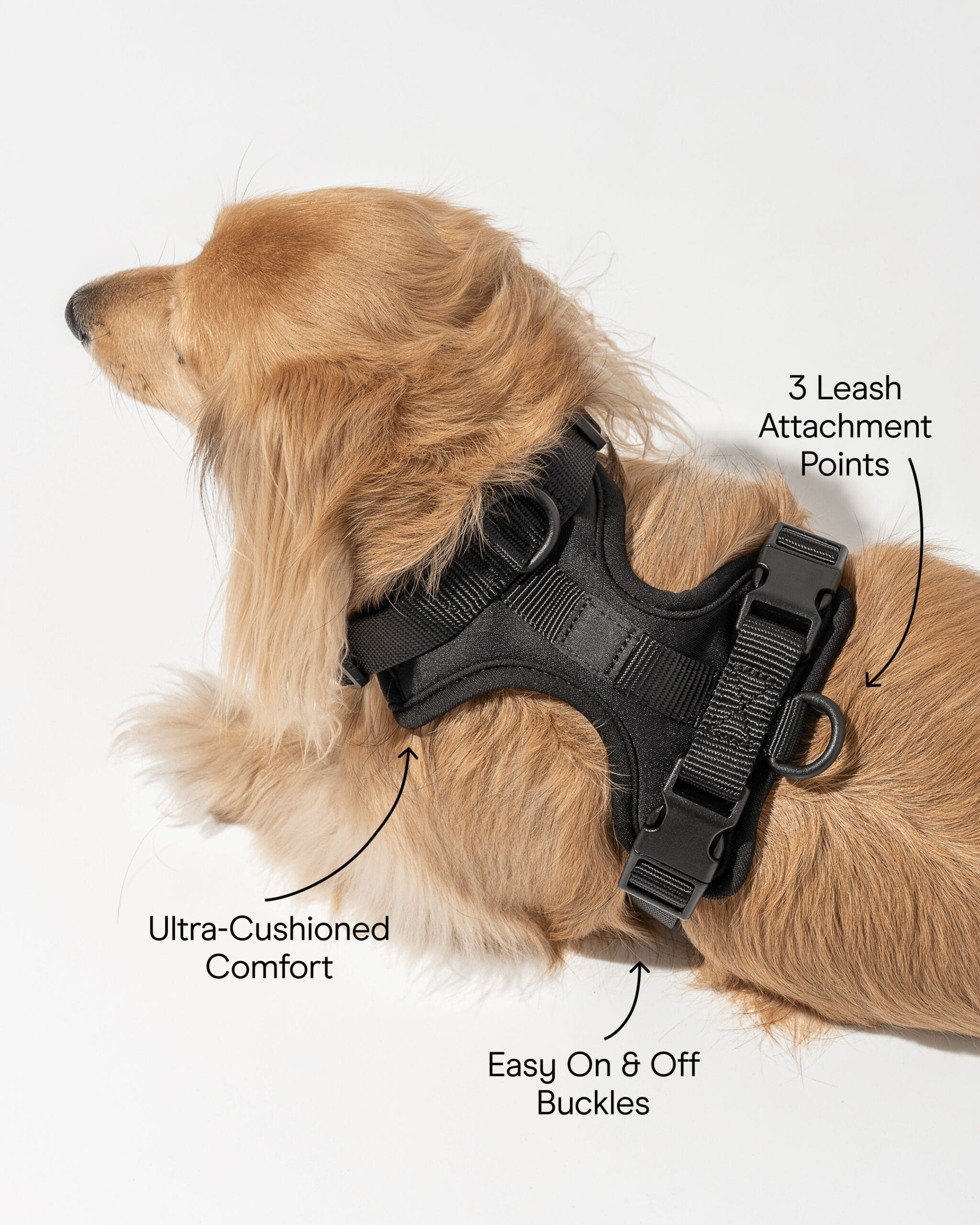 Golden Retriever wearing a black MoonianPet no-pull harness showing harness features — dual D-rings and structured back panel for secure top control