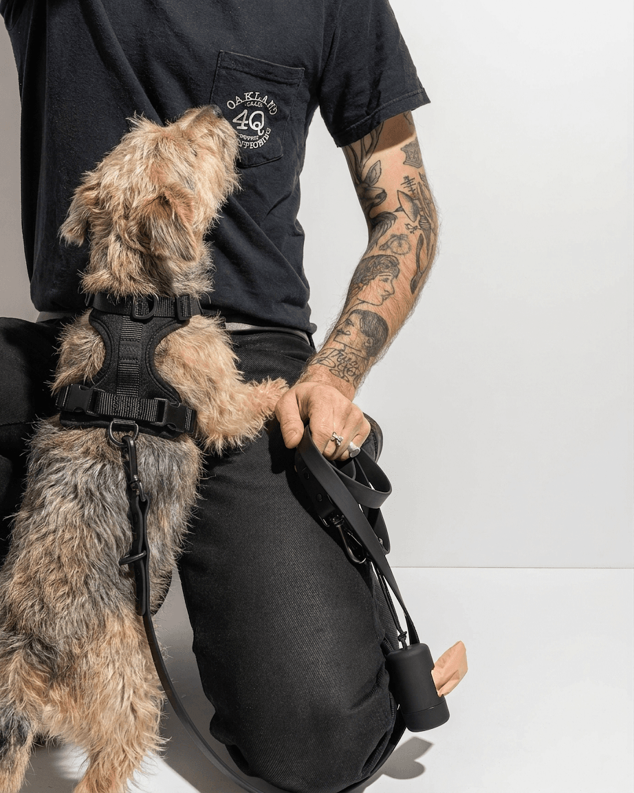 Terrier wearing a black MoonianPet no-pull dog harness on an outdoor walk — breathable neoprene padding for all-day comfort
