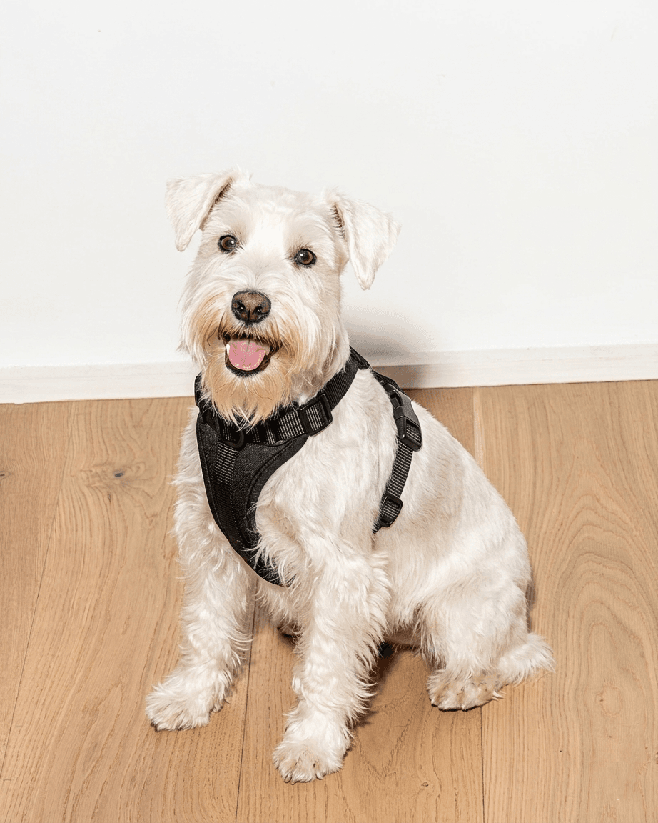 MoonianPet comfort fit dog harness black on schnauzer lifestyle