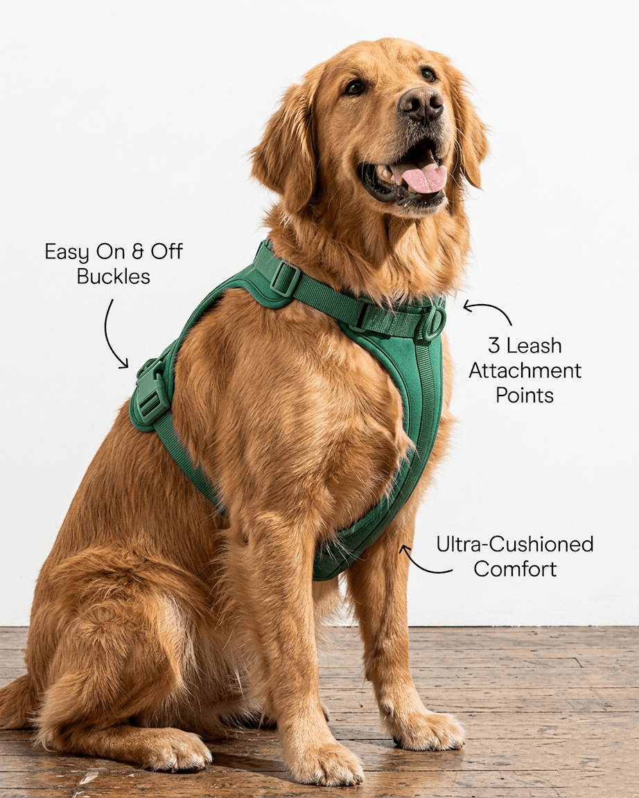 MoonianPet no-pull dog harness green features on golden retriever