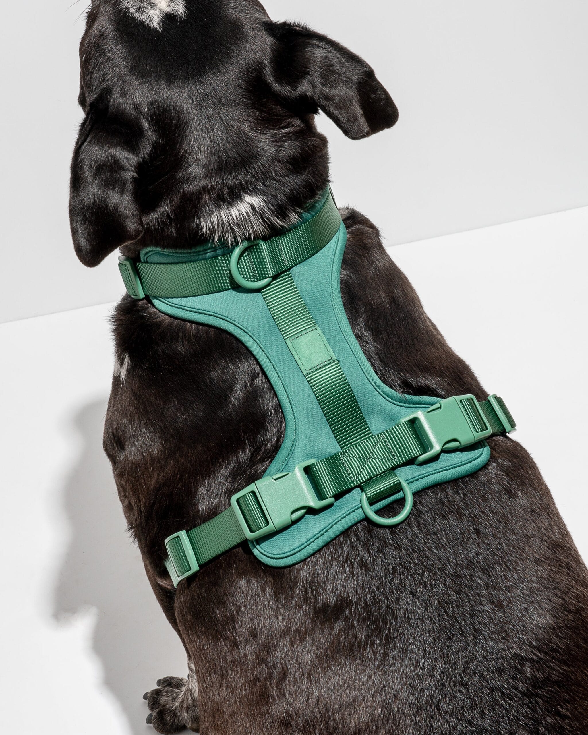Black dog wearing a green MoonianPet no-pull harness showing hardware detail — smooth material that resists dirt buildup