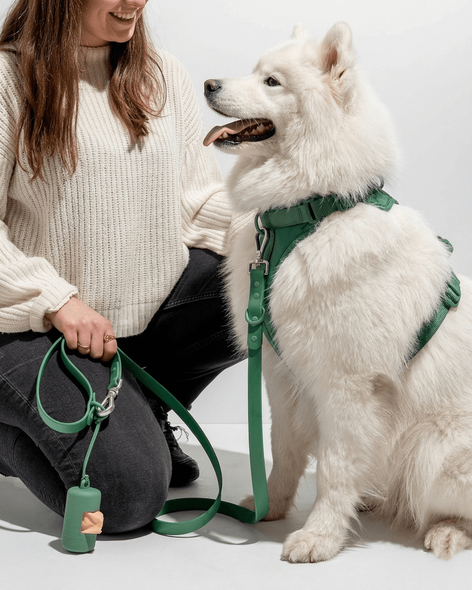 MoonianPet comfort fit dog harness green on samoyed walking