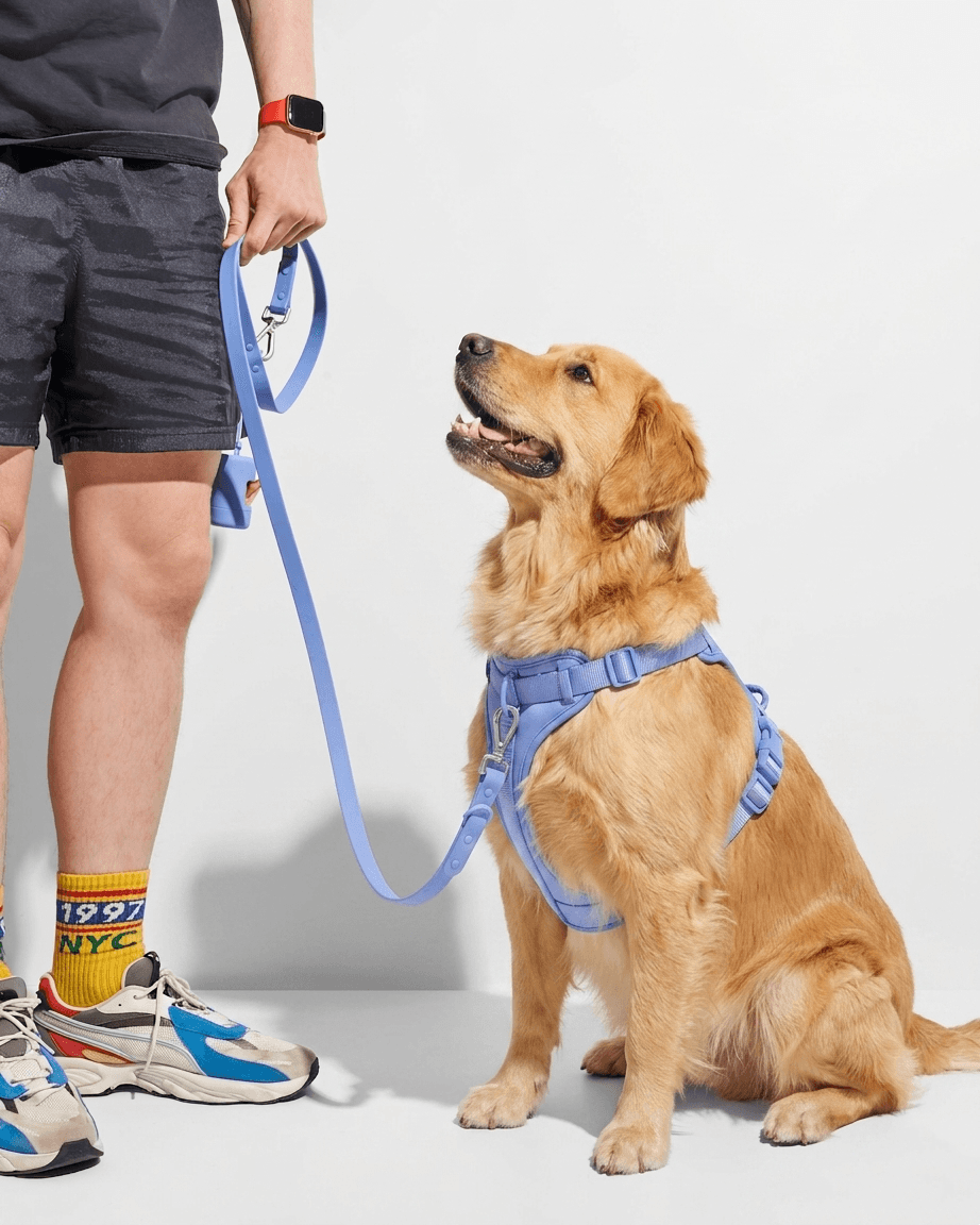MoonianPet comfort fit dog harness sky blue on golden retriever