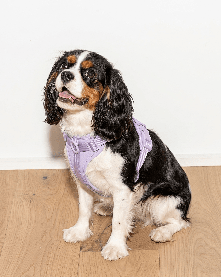MoonianPet comfort fit dog harness lilac on Cavalier King Charles Spaniel
