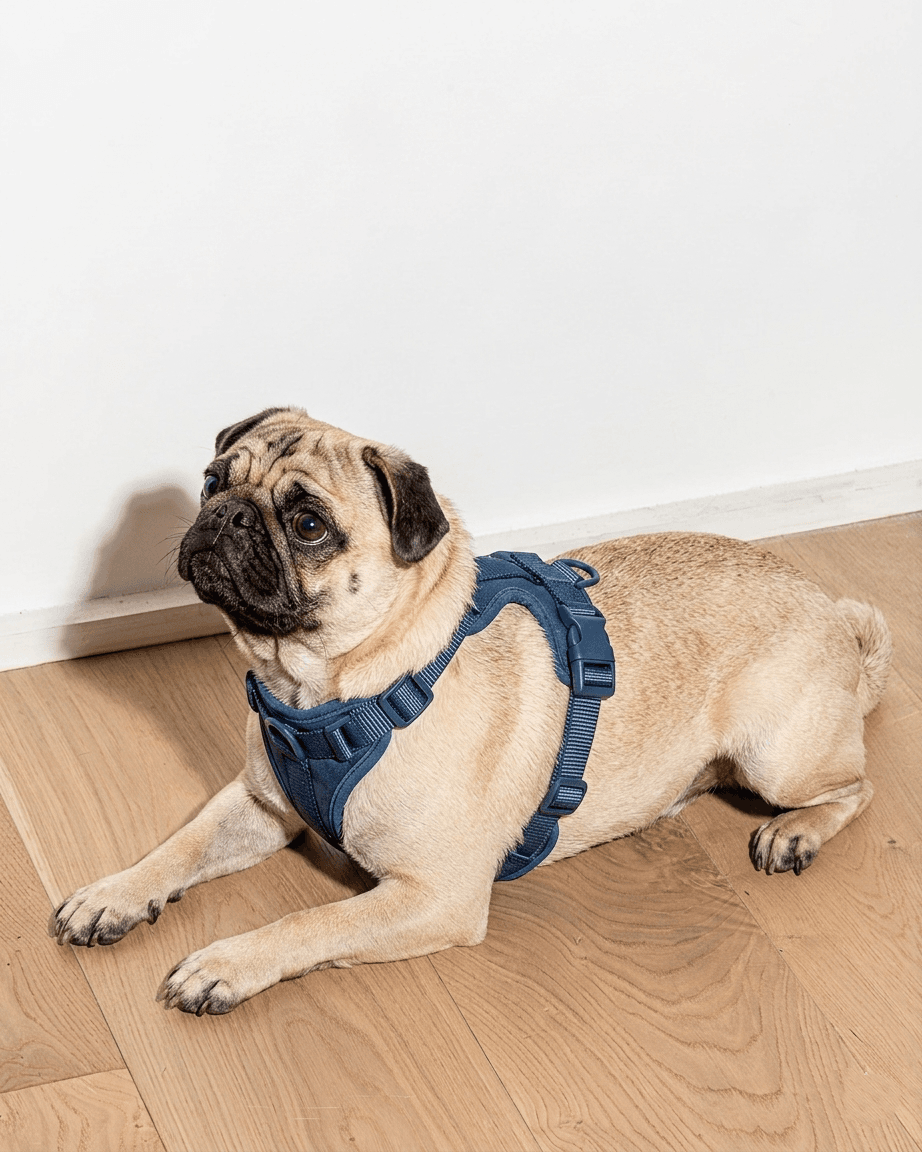 Pug wearing a navy MoonianPet no-pull dog harness indoors — harnesses are strongly recommended for flat-faced breeds to keep lead pressure away from the neck