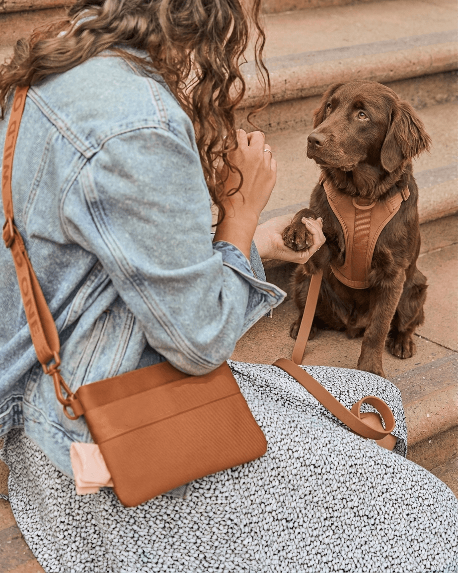 MoonianPet dog harness leash set sand outdoor walking