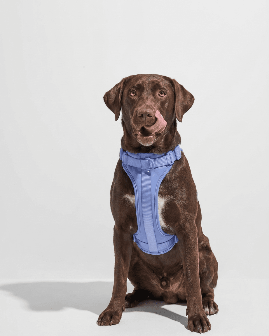 Chocolate Labrador wearing a sky blue MoonianPet no-pull harness front view — best harness for Labradors with secure chest fit