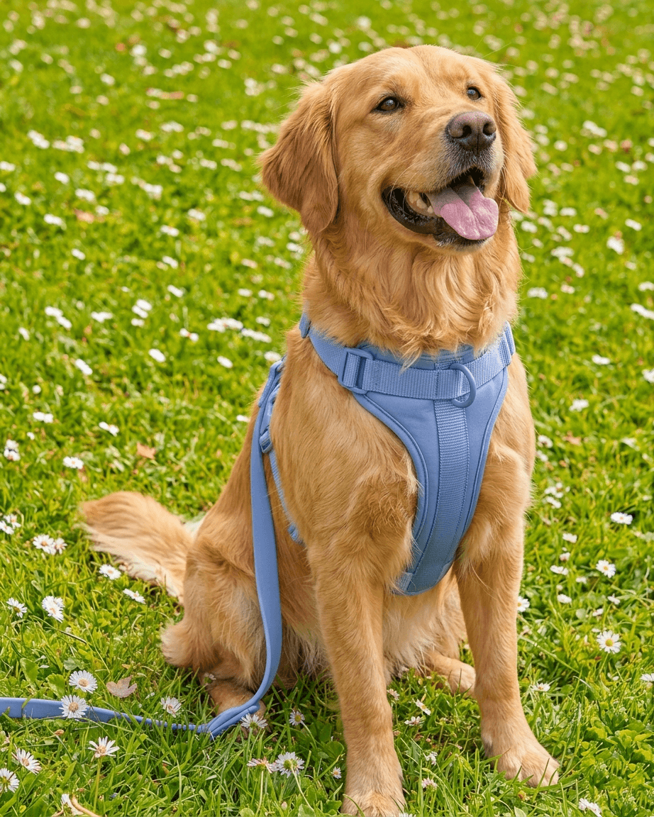 MoonianPet no-pull dog harness and leash set sky blue on golden retriever grass lifestyle