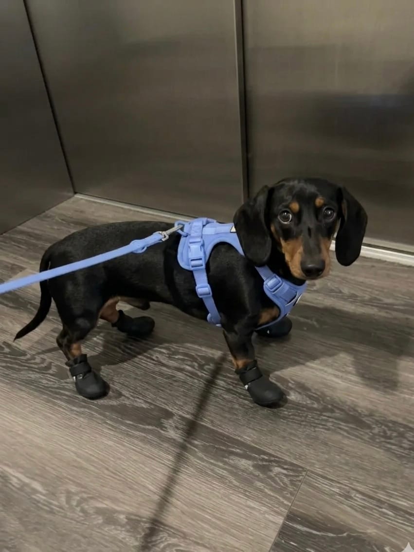 Dachshund wearing a sky blue MoonianPet no-pull harness and leash set in an elevator — correctly fitted small dog harness on a long-bodied breed