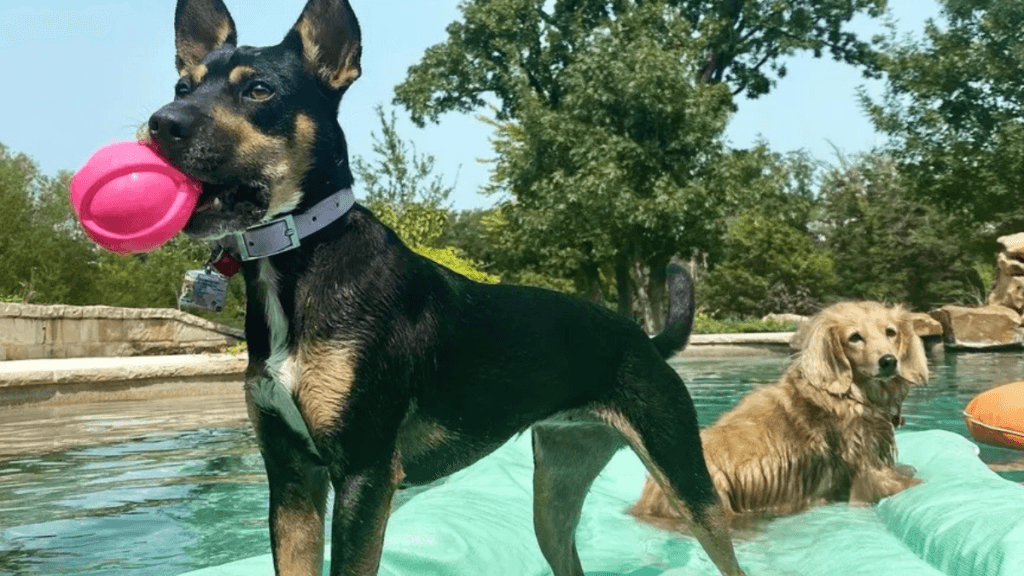 Two dogs at a swimming pool — wet black and tan dog wearing a navy MoonianPet waterproof collar holding a toy, with a Golden Retriever in the background