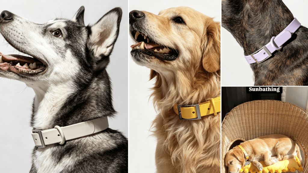 What are dog collars made of — MoonianPet waterproof coated webbing dog collar worn by golden retriever outdoors