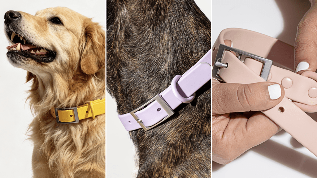 Dog wearing a waterproof coated webbing collar — is nylon safe for dogs skin and coat compared to PVC coated alternatives
