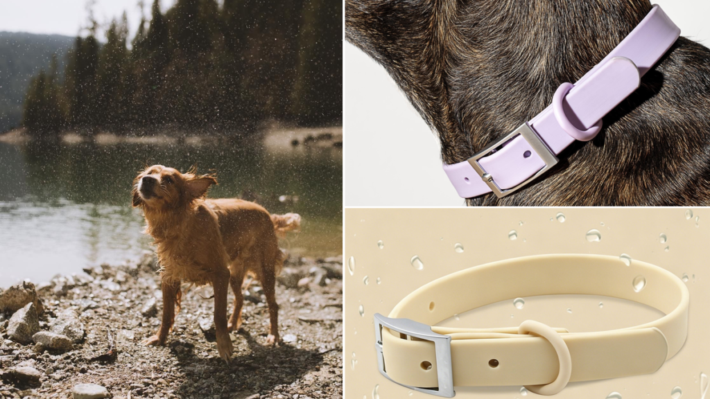 Wet dog shaking off water after swimming — MoonianPet waterproof PVC coated dog collar stays odor-free and dries instantly