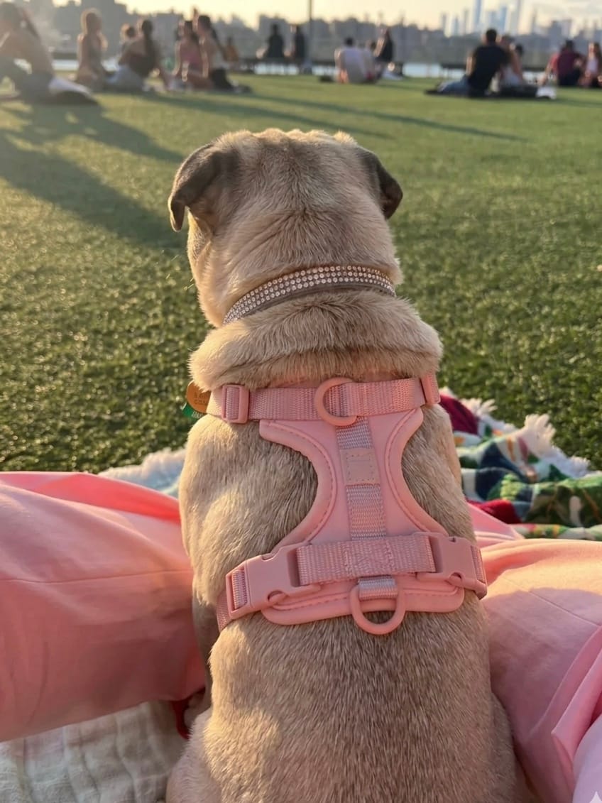 French Bulldog wearing a pink MoonianPet no-pull harness back view — back D-ring position on correctly fitted harness for French Bulldog