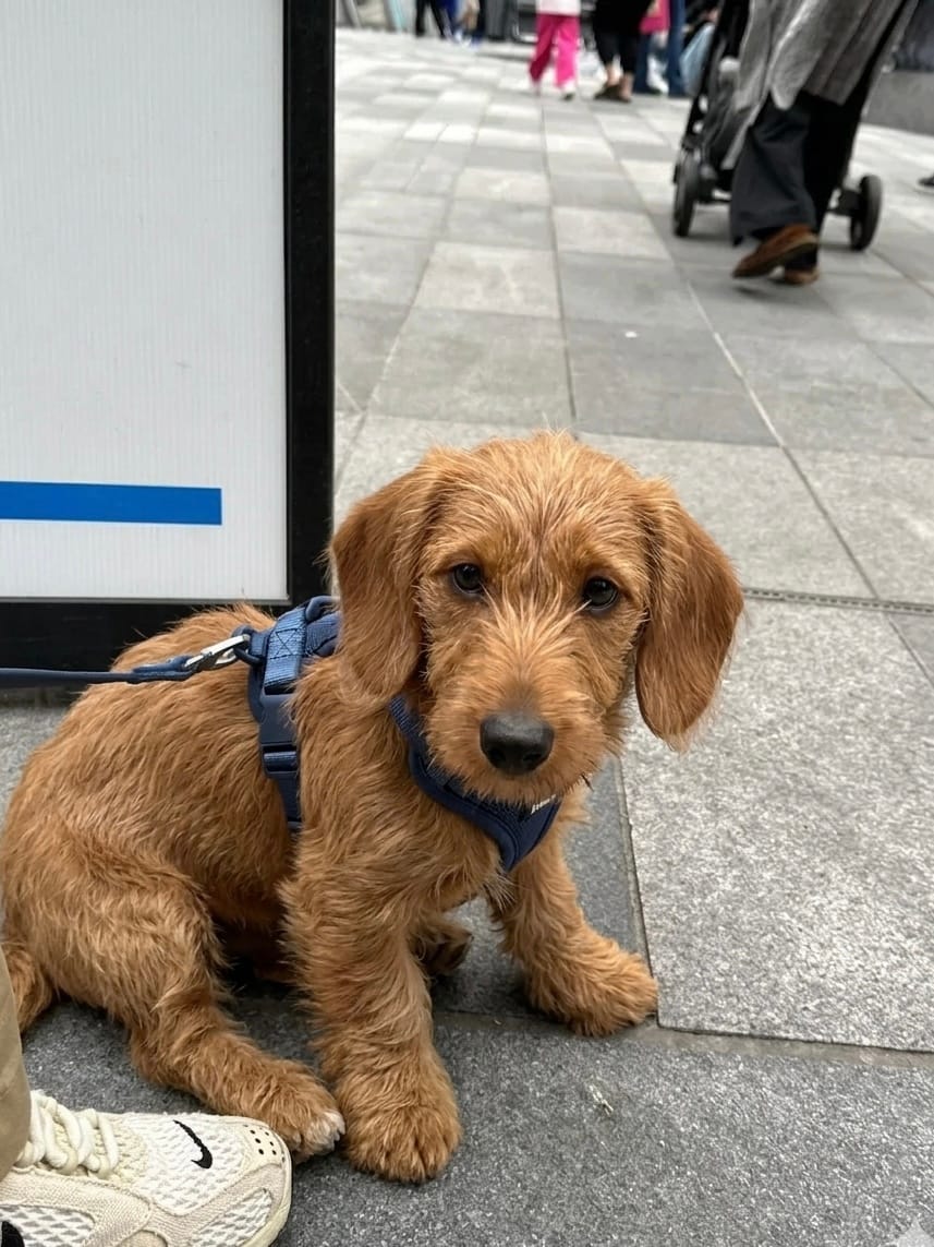 Golden Retriever puppy wearing a navy MoonianPet harness and leash — adjustable harness for growing puppies