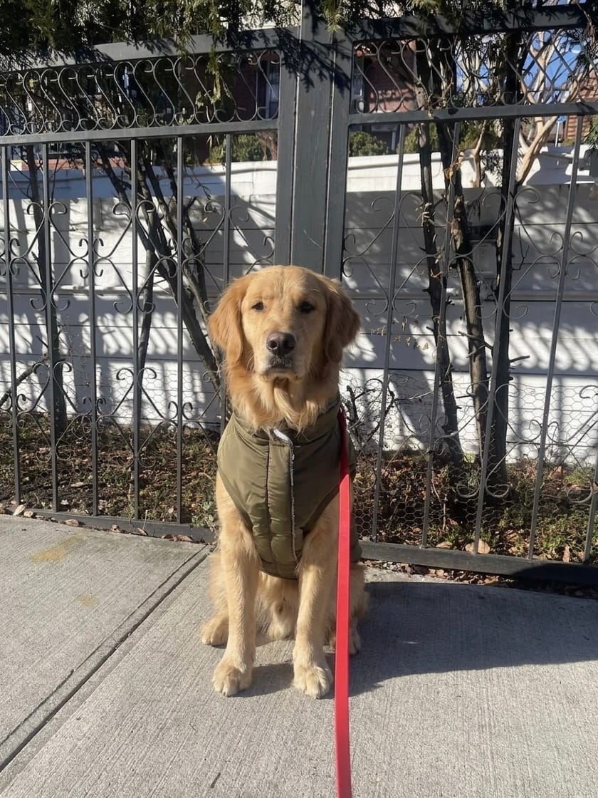 Golden Retriever wearing a green MoonianPet no-pull harness with a red leash — best harness for Golden Retrievers for fit and pulling control
