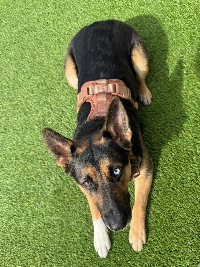 German Shepherd wearing a brown MoonianPet no-pull dog harness on grass — large breed dog harness with front and back D-ring attachment points