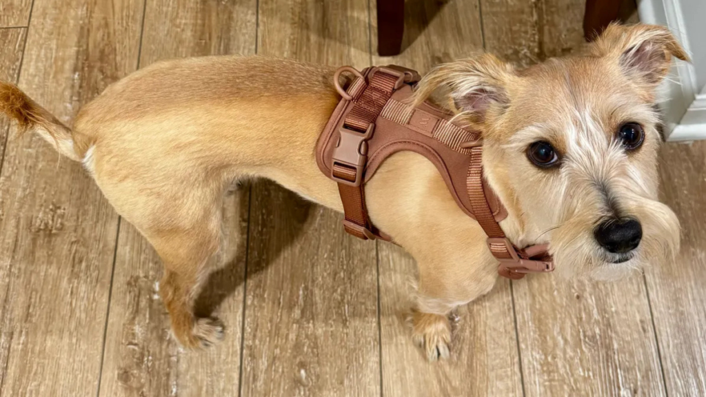 Small mixed breed dog wearing a brown MoonianPet no-pull dog harness indoors — correctly fitted neoprene harness with front D-ring and quick-release buckle visible