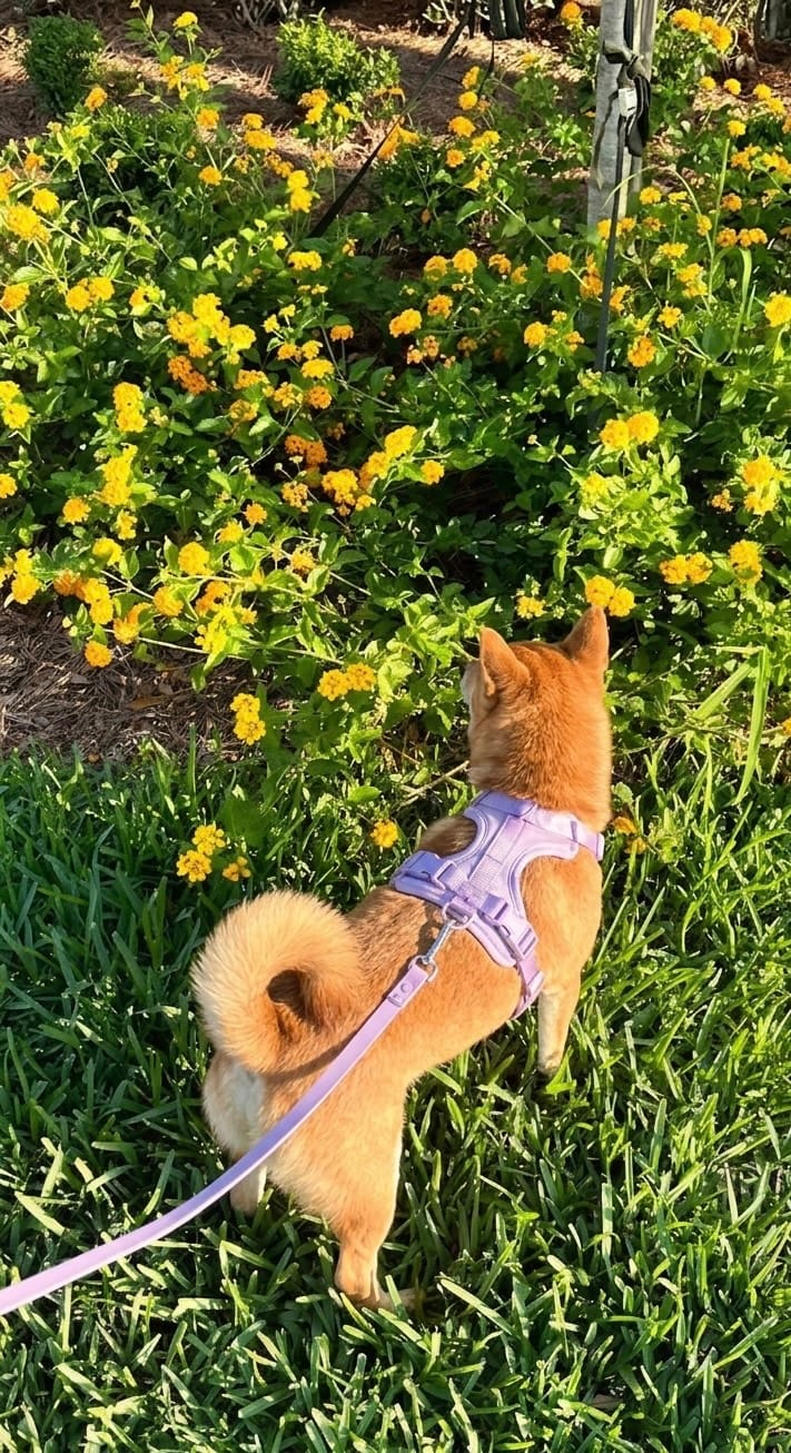 Small dog wearing a purple MoonianPet no-pull harness and leash in a garden — lightweight small dog harness for everyday outdoor walks