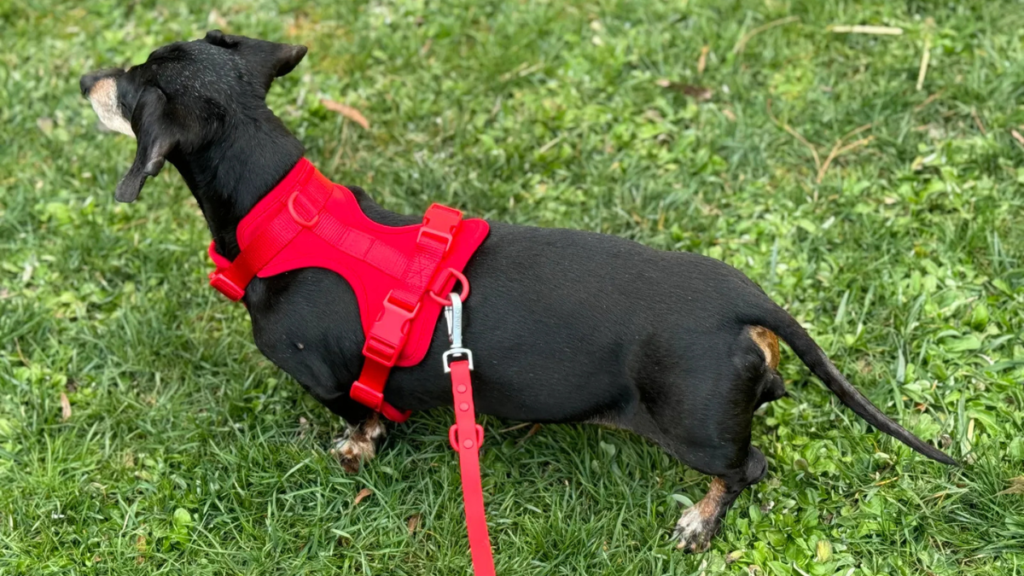 Dachshund wearing a red MoonianPet no-pull dog harness and matching leash on grass — correctly fitted small dog harness showing back D-ring and belly strap position