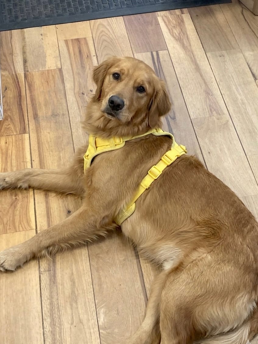 Golden Retriever wearing a yellow MoonianPet no-pull dog harness outdoors — large breed dog harness showing back D-ring position between shoulder blades