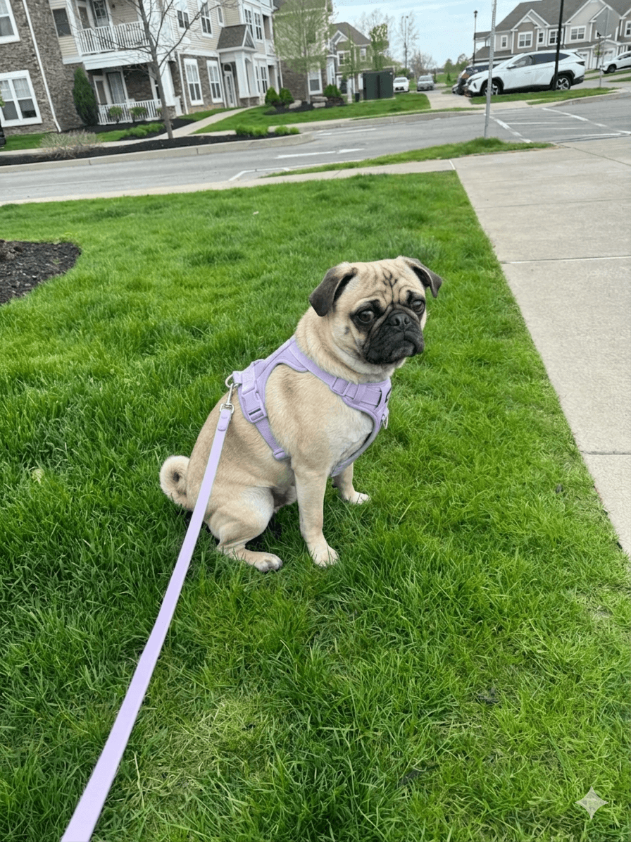 Pug wearing a purple MoonianPet no-pull harness on grass — overview of different types of dog harnesses and which suits each breed