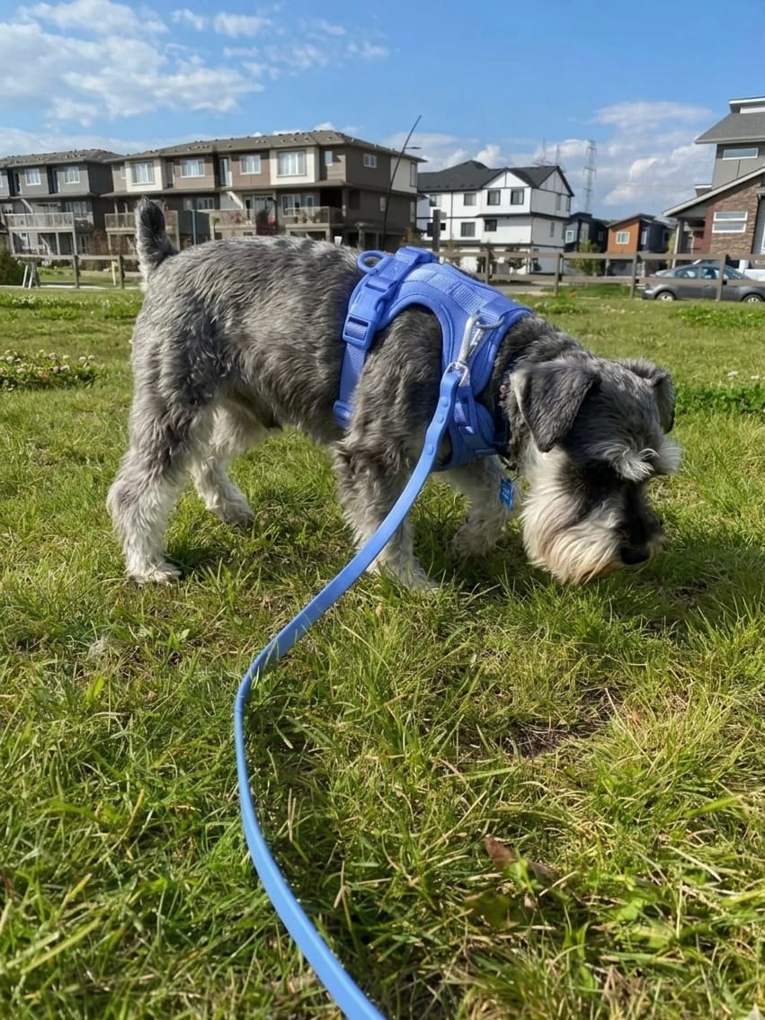 Schnauzer wearing a sky blue MoonianPet no-pull harness and leash set on grass — correctly fitted harness with front D-ring centered and back D-ring flat between shoulder blades