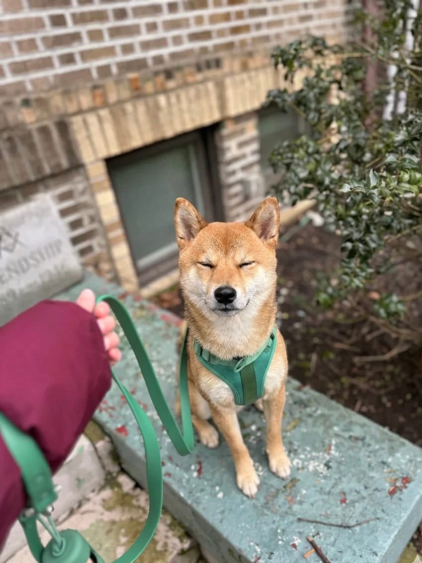 Shiba Inu wearing a green MoonianPet no-pull harness and leash outdoors — active medium energy breed enjoying structured daily exercise