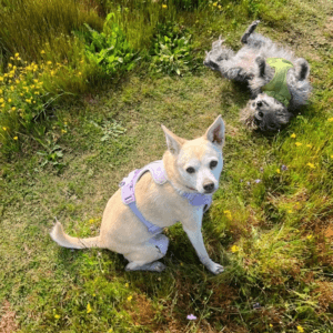 moonianpet-small-white-dog-wearing-purple-harness-sitting-in-grass-1