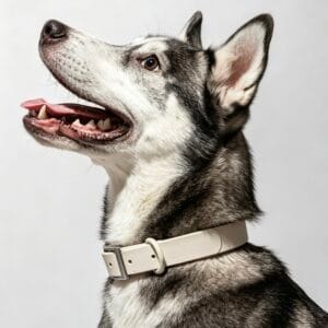 Gray MoonianPet waterproof dog collar on Husky