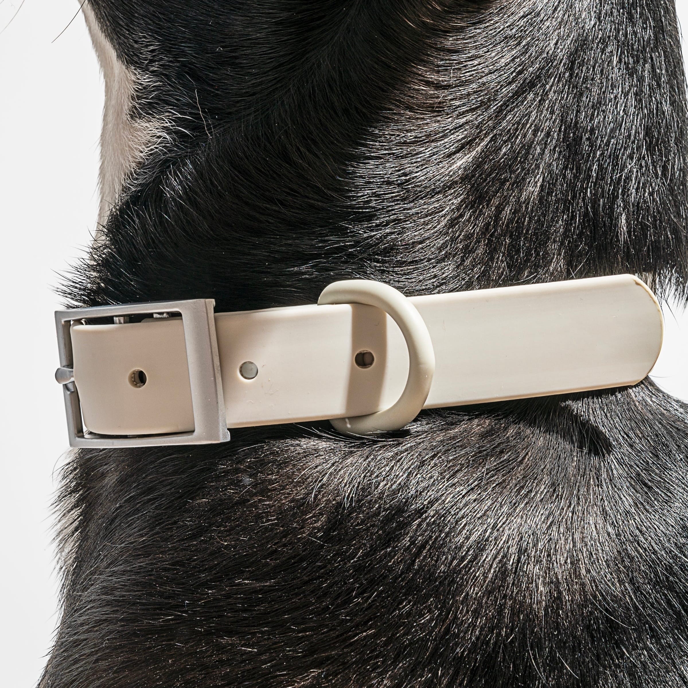 Close-up of a dog wearing a gray MoonianPet waterproof collar — smooth coated surface that resists trapping moisture against the skin