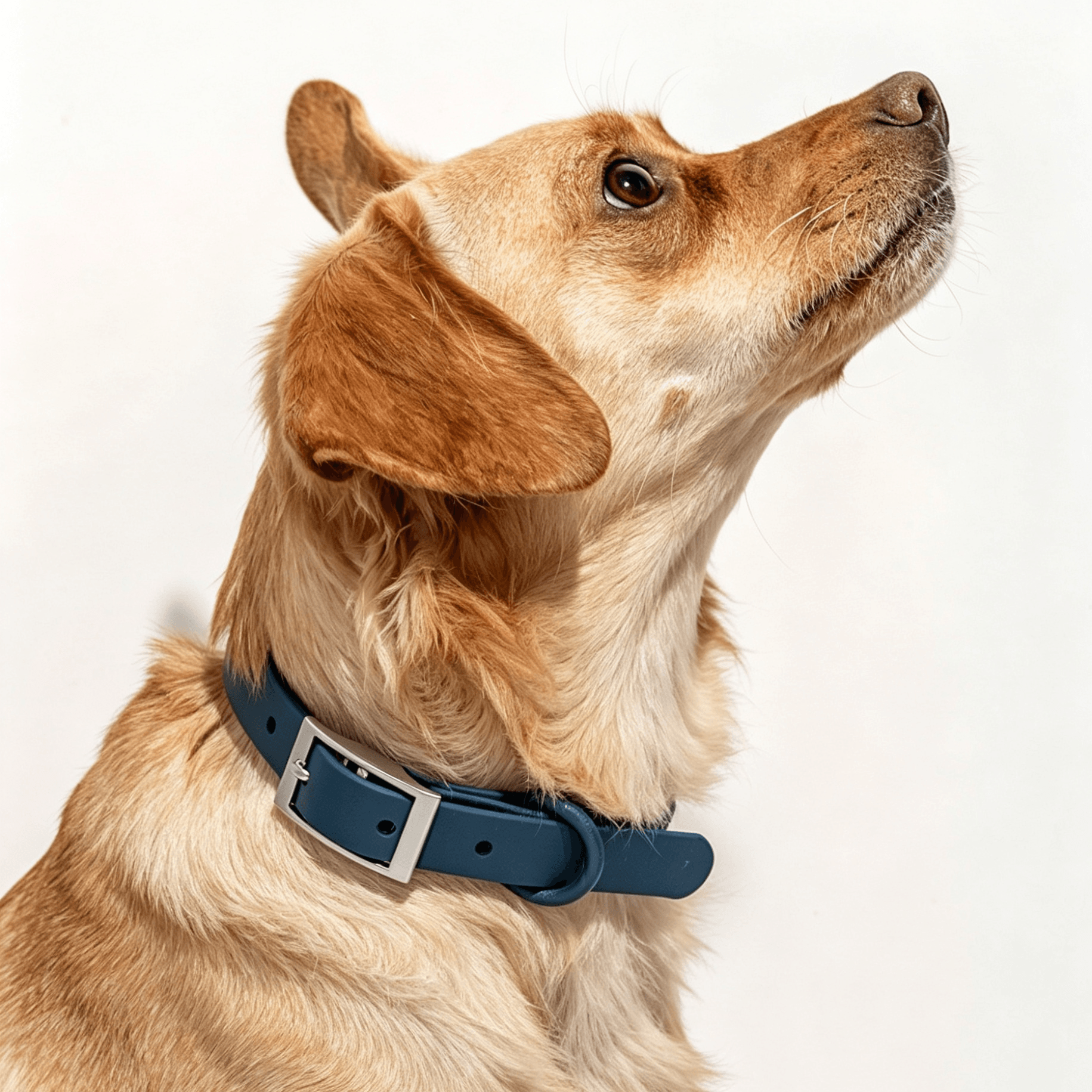 Navy waterproof dog collar on a dog's neck — MoonianPet adjustable collar showing secure fit at the neck