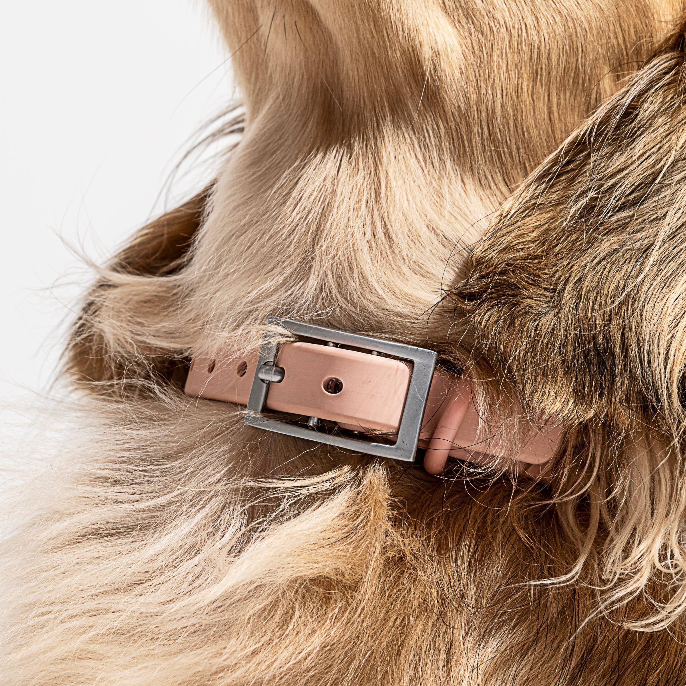 Pink waterproof dog collar on a dog's neck — MoonianPet adjustable collar showing secure neck fit