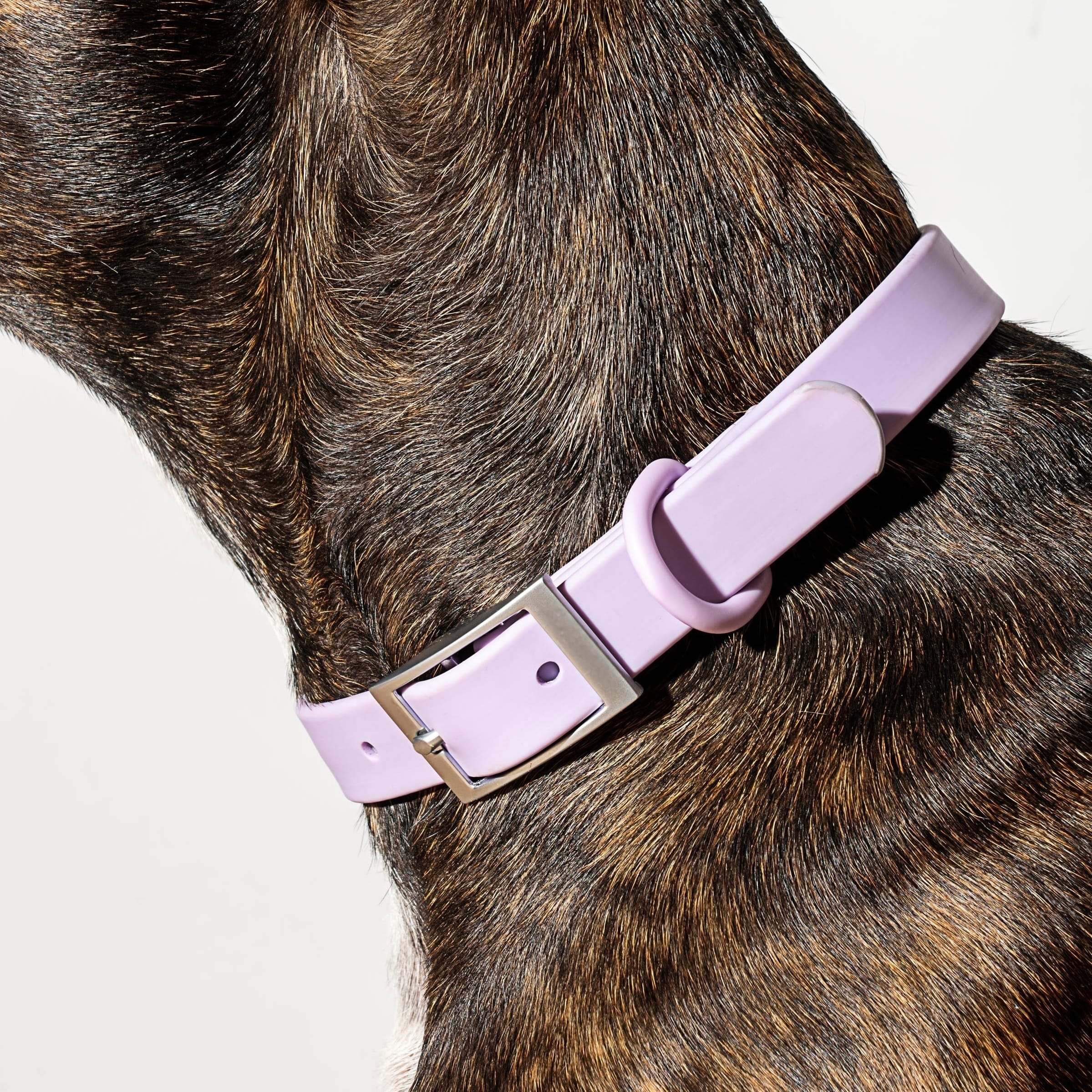 MoonianPet waterproof dog collar purple neck closeup — BioThane-style PVC-coated collar showing colour consistency and correct fit position