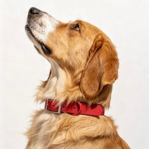Red MoonianPet waterproof dog collar on mixed breed dog