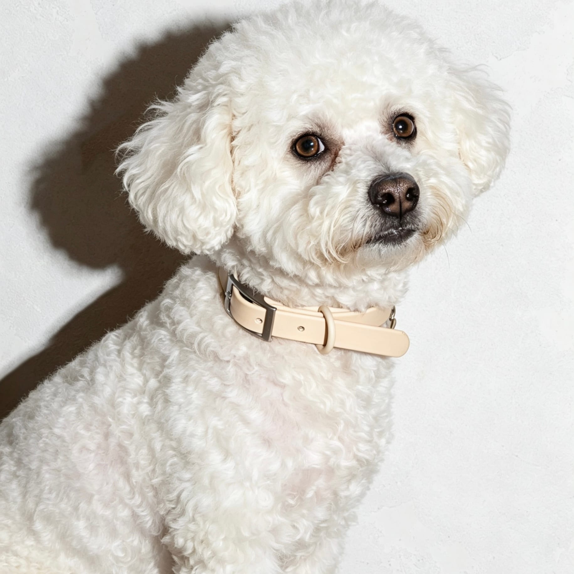 Bichon Frisé puppy wearing a sand MoonianPet waterproof collar — small breed puppy portrait showing correct collar fit at mid-neck