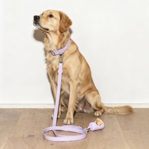 Purple MoonianPet waterproof dog leash on Golden Retriever — coated webbing dual hook design