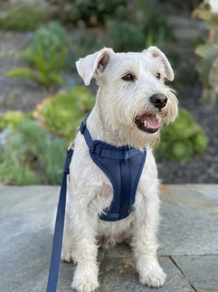 White terrier wearing a blue MoonianPet no-pull harness and leash — small dog walking on a loose leash with front-clip harness