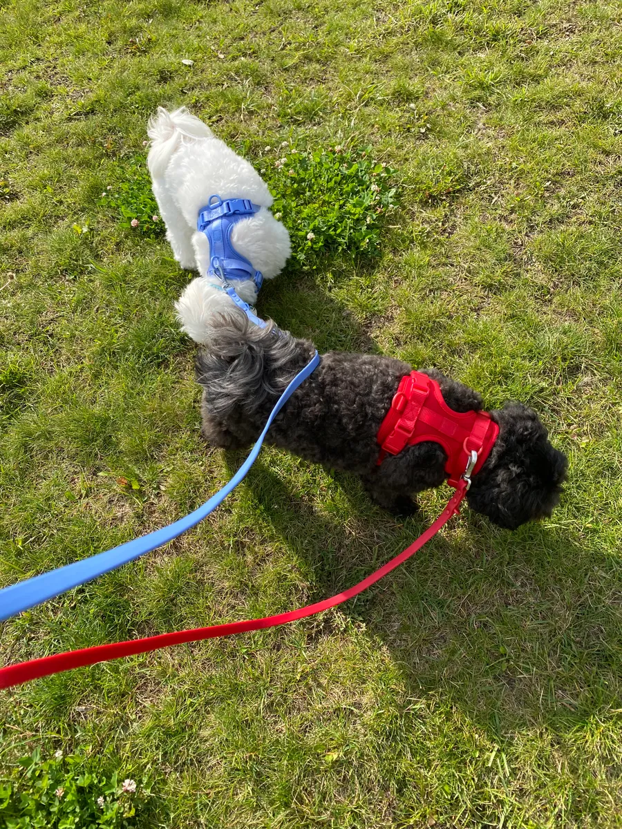 Two dogs with blue and red waterproof dog leash outdoor