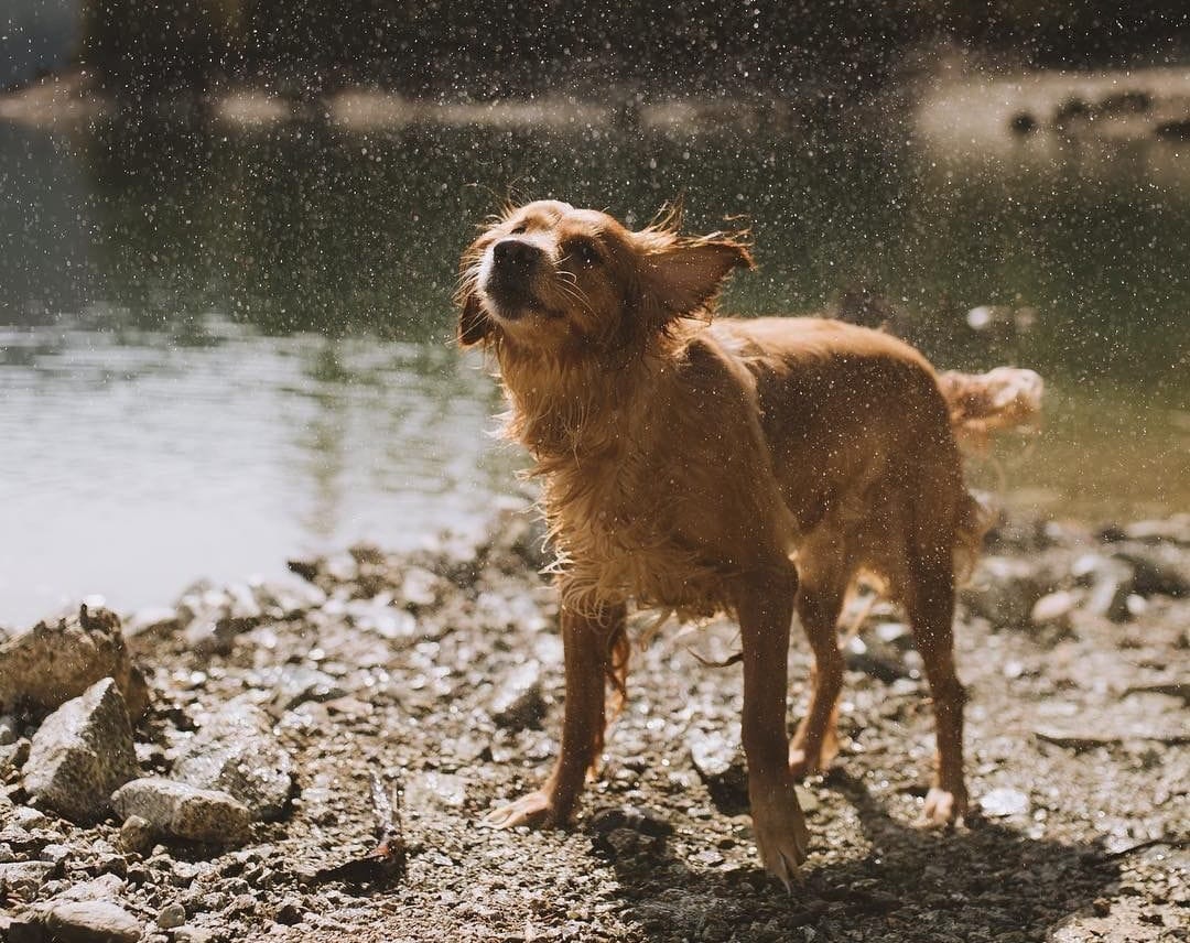 Wet dog shaking water off after swimming — illustrating why nylon collars absorb moisture and develop odor problems