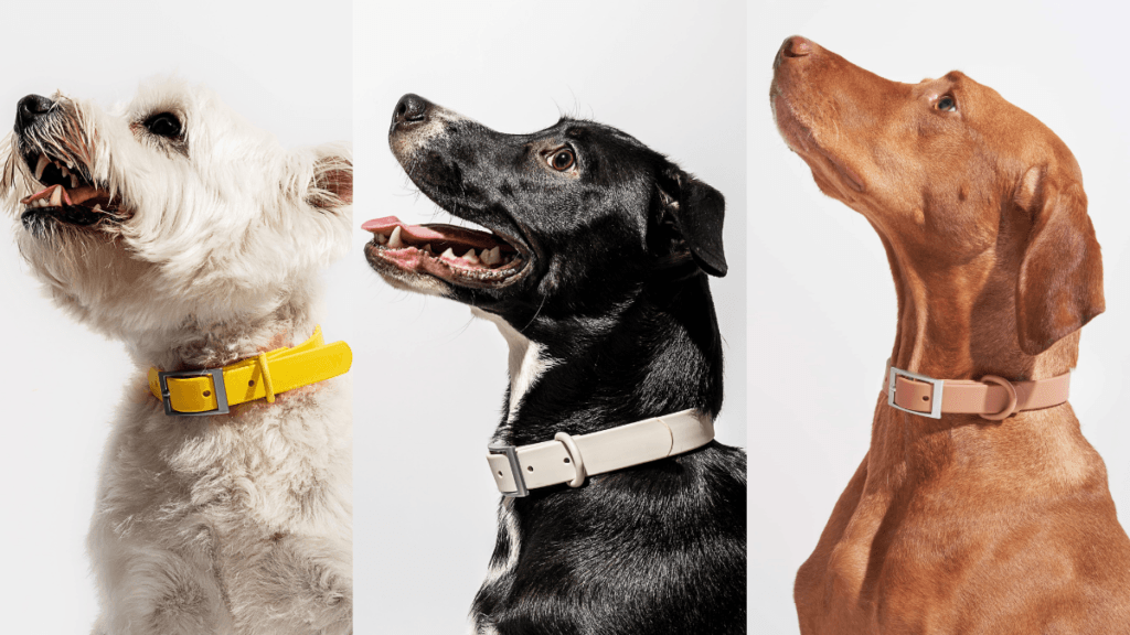 Why Your Dog's Collar Smells — And How Coated Webbing Fixes It For Good