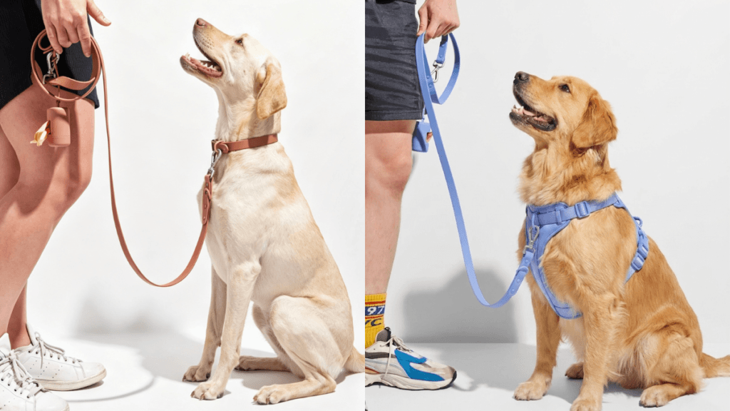Dog collar vs harness comparison — golden retriever wearing MoonianPet waterproof collar outdoors and no-pull harness side by side