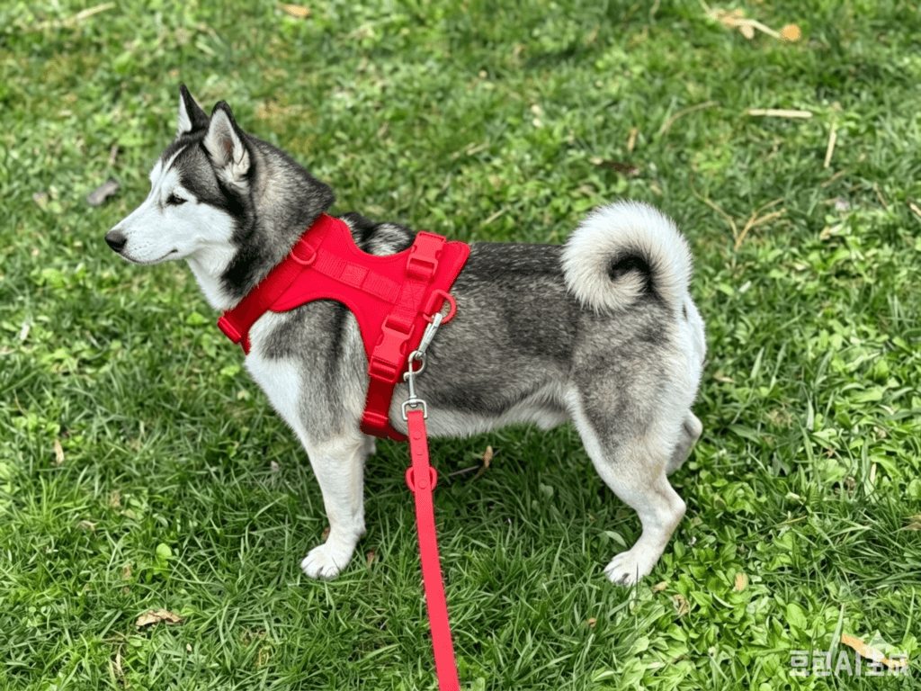 Siberian Husky wearing MoonianPet red no-pull dog harness standing on green grass outdoor
