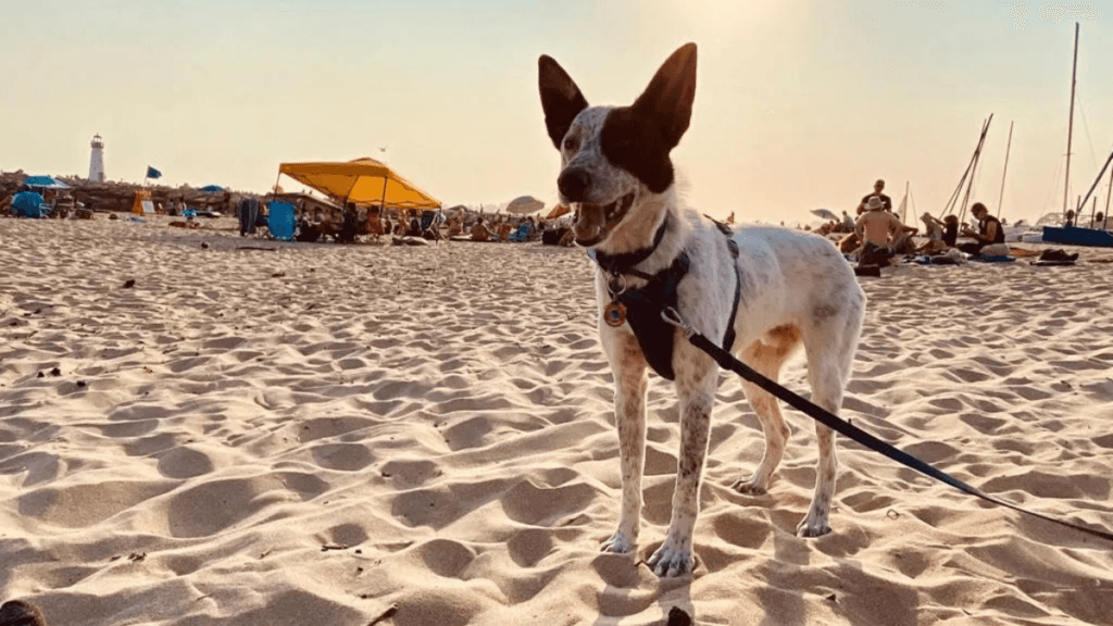 Australian Cattle Dog wearing black harness standing on sandy beach at golden hour sunset, perfect for active dogs who love beach and water adventures