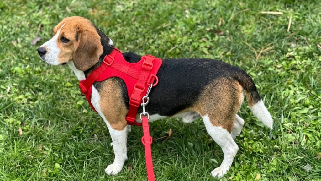 Beagle standing on green grass wearing a vibrant red no-pull dog harness with matching leash, demonstrating comfortable fit and mobility for medium-sized breeds