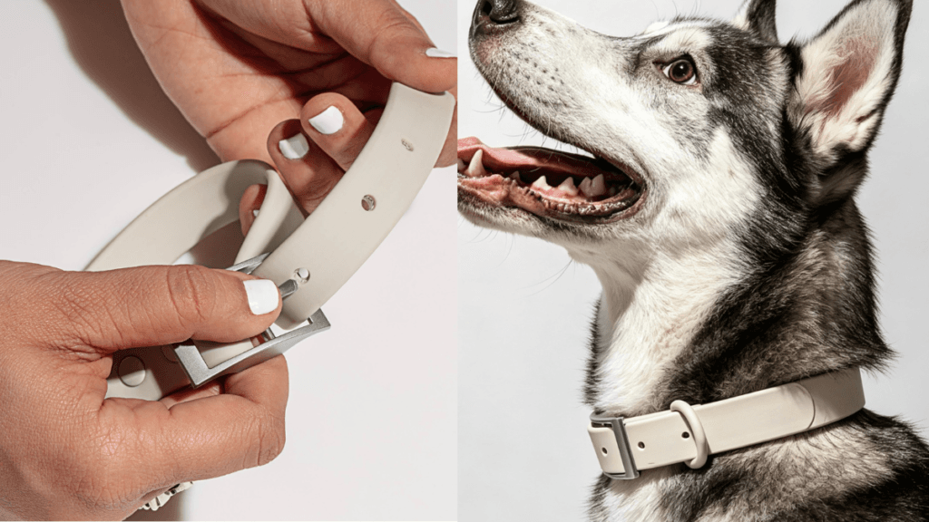 Step-by-step demonstration of how to put on a dog collar correctly and check the fit: hands adjusting a beige collar on a Siberian Husky, showing proper two-finger rule spacing and secure buckle