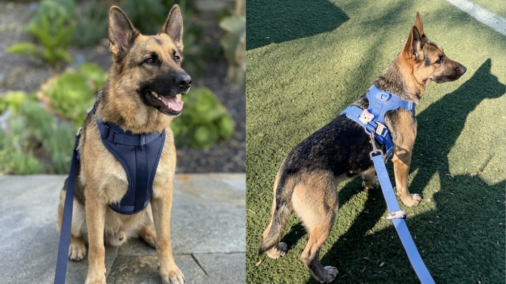 Dual view of a German Shepherd in a blue padded no-pull harness, demonstrating comfort, adjustability and control for strong large dogs