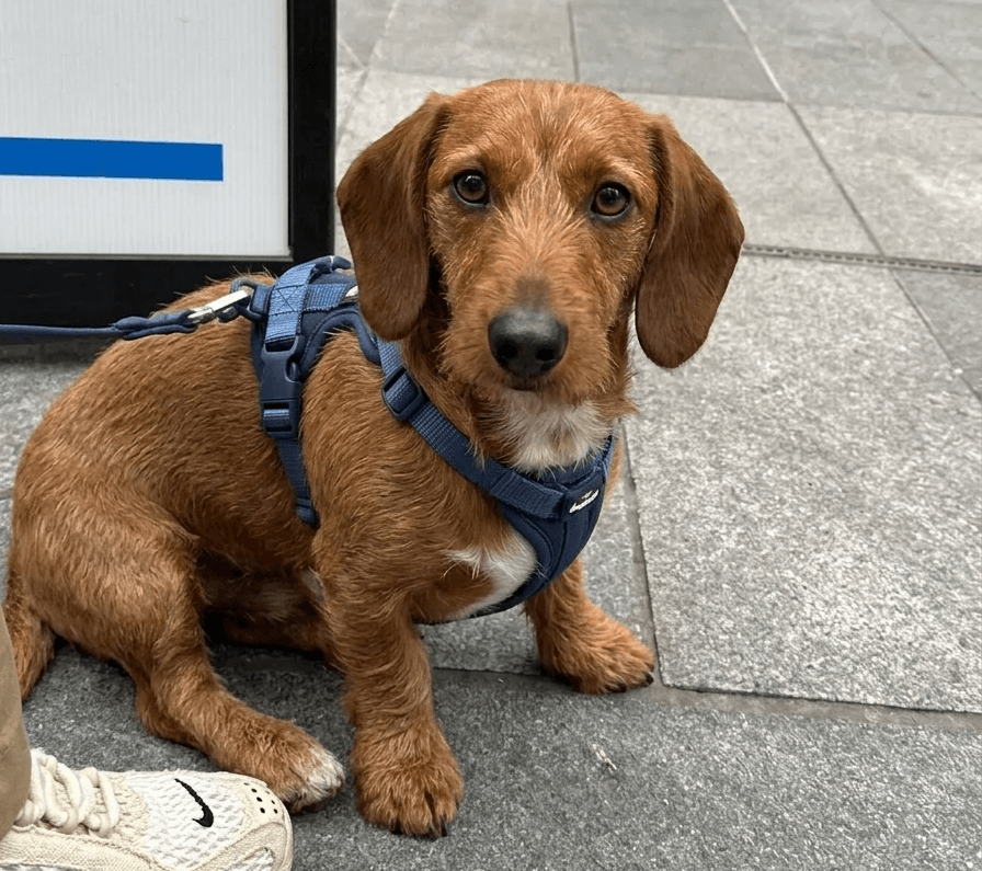 Cute brown Dachshund sitting on pavement wearing a blue no-pull harness, looking at the camera with adorable expression – ideal for demonstrating comfortable fit on long-bodied breeds
