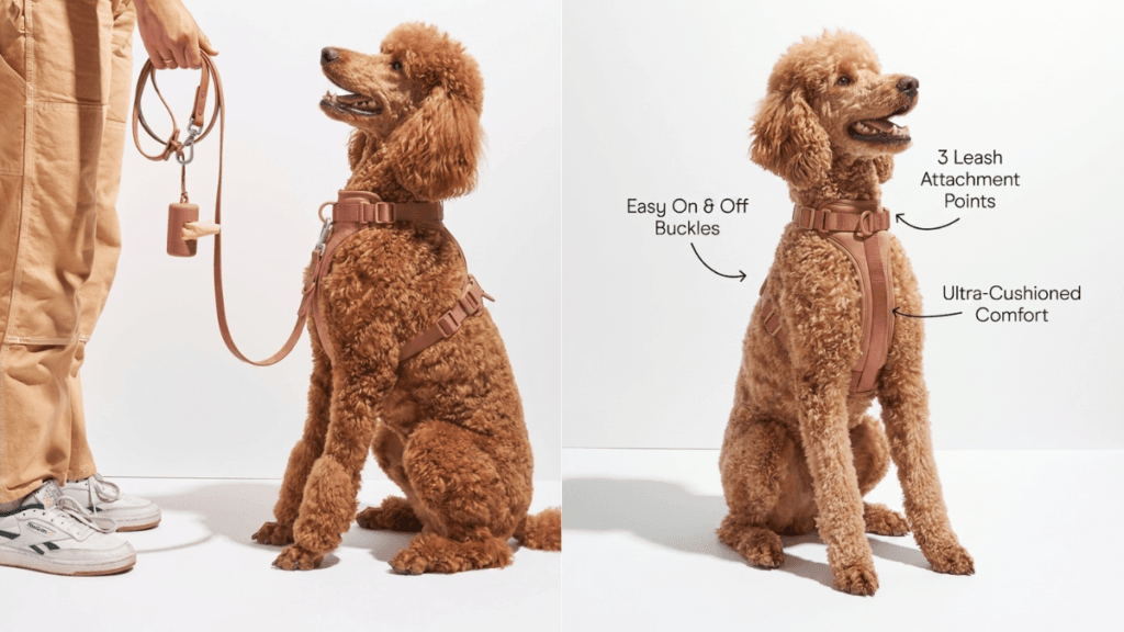 Brown poodle wearing a tan no-pull harness with clear feature callouts: ultra-cushioned comfort, easy on & off buckles, and 3 leash attachment points – studio product photography