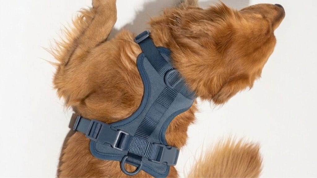 MoonianPet no-pull dog harness navy shown on golden retriever with features labeled — dual D-ring no-pull harness review